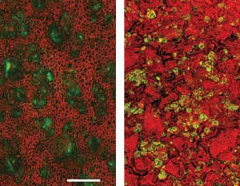 <figcaption>Two images of the nisin PLA polymer, outer surface (left) and cross-sectional (right) views. Nisin is evenly distributed, ensuring its slow but continuous release. Credit: Courtesy of Tony Jin</figcaption>