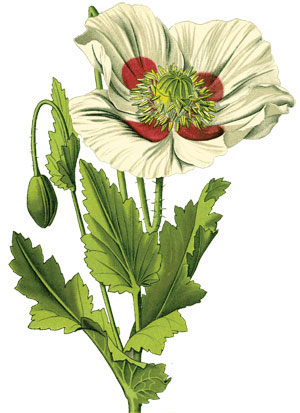 poppy