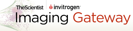 Invitrogen