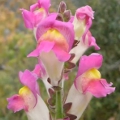 external image Snapdragons.jpg