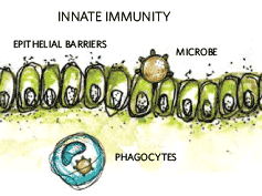 Innate Immunity