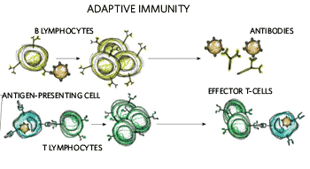 Adaptive Immunity