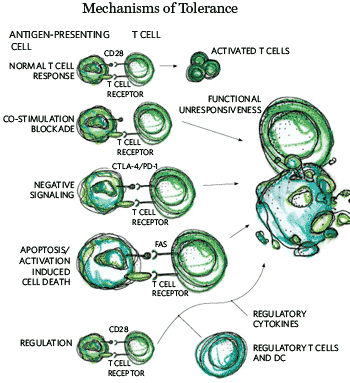 Mechanisms of Tolerance