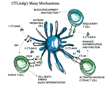 CTLA4lg's Many Mechanisms